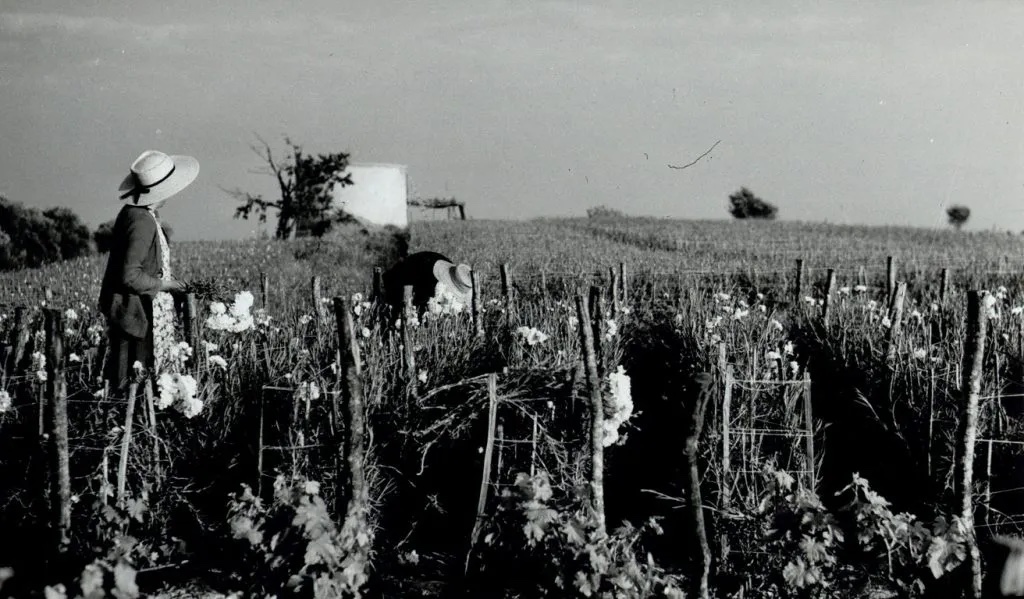 K Gvozdika Cueillette des oeillets. Fonds des musees municipaux 1MUS0997 DR. 1024x599