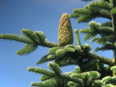 Klemberg Abies procera cone