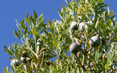 Klemberg AgathisMacroCones