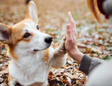 Oksana ledzher 0 0 the pled