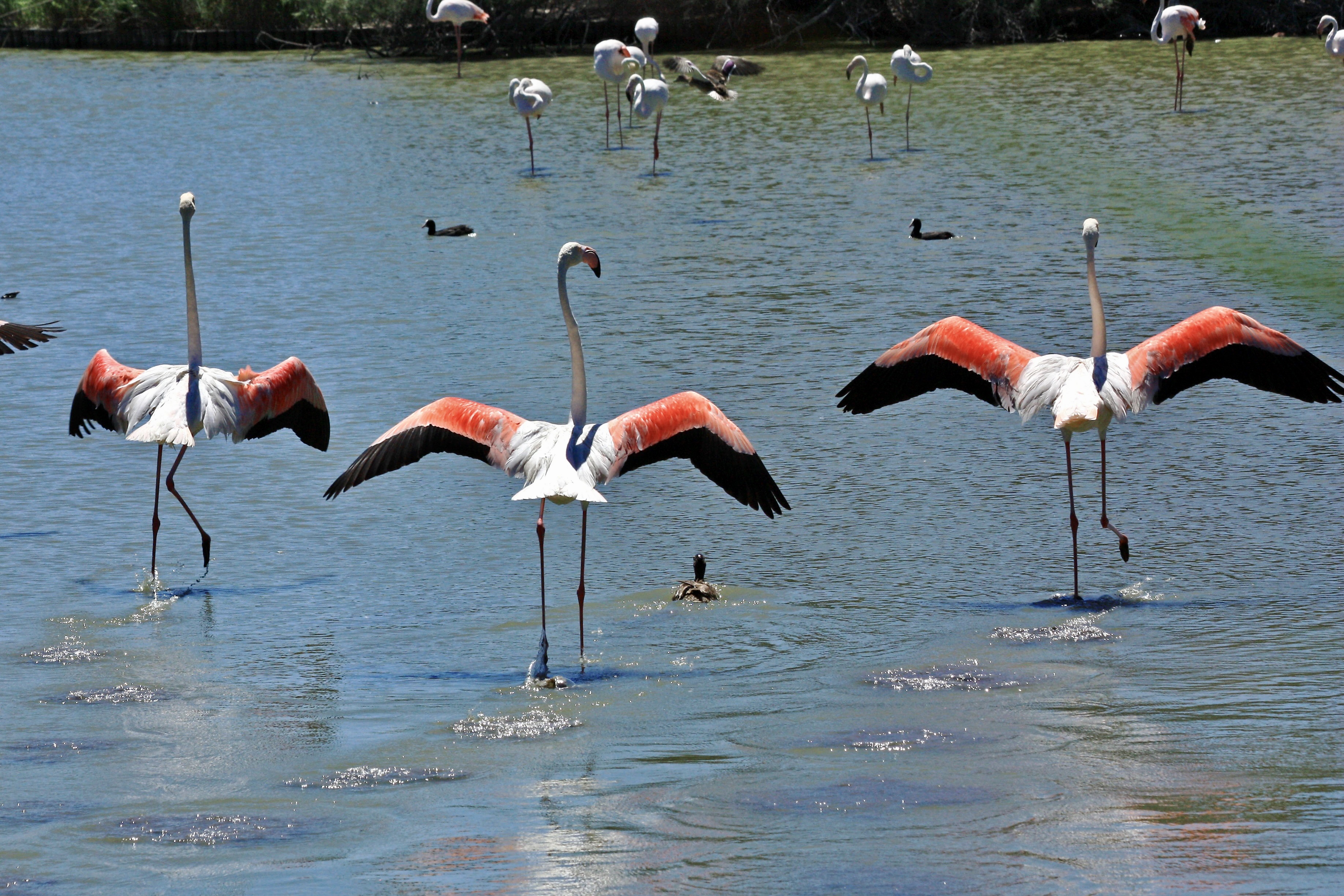 MA Camargue