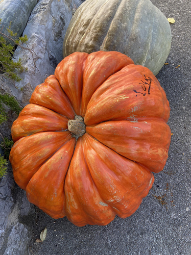 K 568635685 1240968524723323 478855613401500507 n