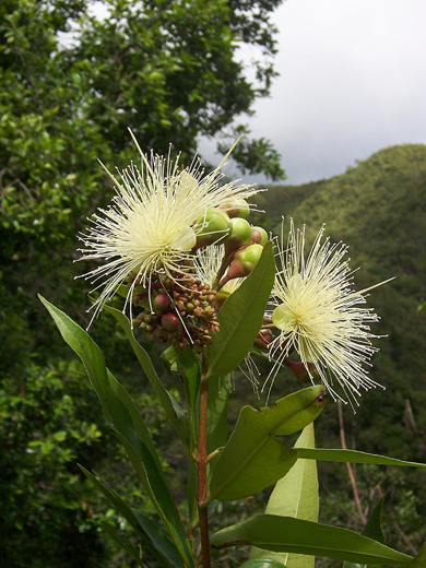 Klemberg Syzygium jambos