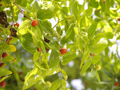 Klemberg Ziziphus zizyphus foliage