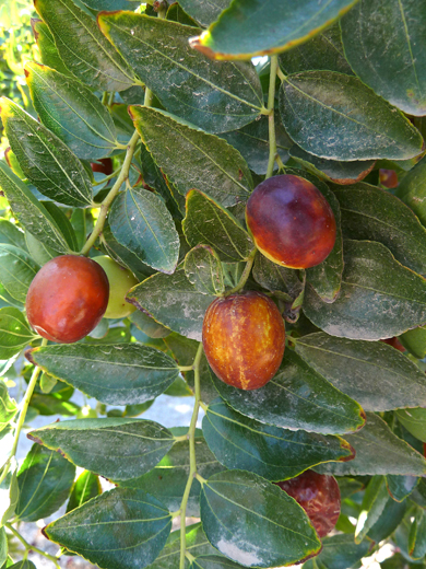 Klemberg fruit 2